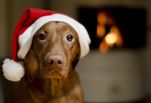 Beautiful female Vizsla dog dressed in a santa hat.